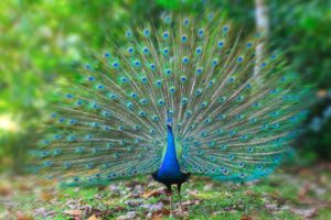 peacock, Bird, Colorful,  7