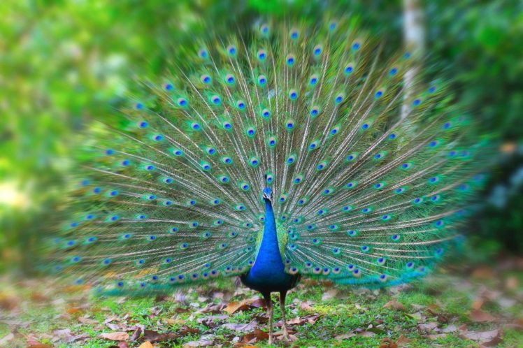peacock, Bird, Colorful,  7 HD Wallpaper Desktop Background