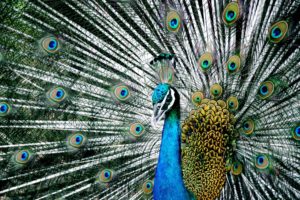peacock, Bird, Colorful,  2
