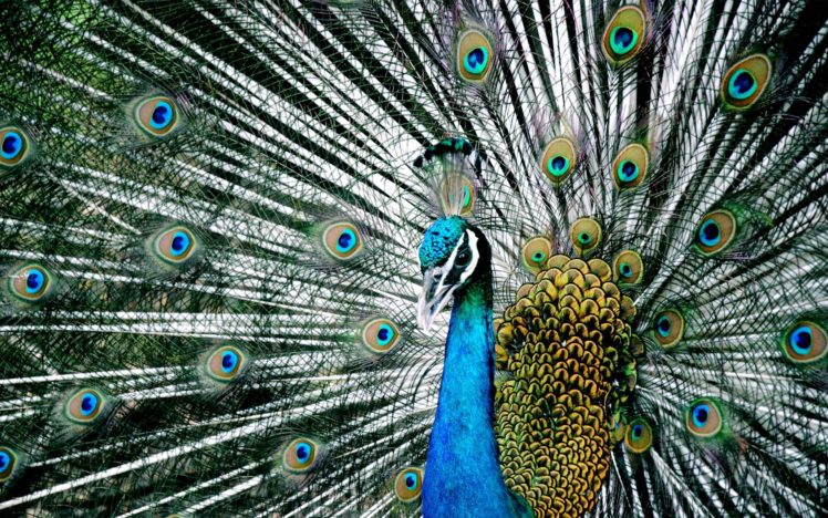 peacock, Bird, Colorful,  2 HD Wallpaper Desktop Background
