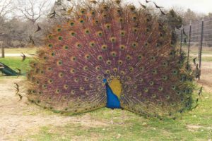 peacock, Bird, Colorful,  5