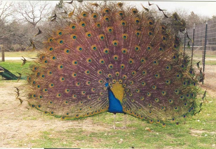 peacock, Bird, Colorful,  5 HD Wallpaper Desktop Background