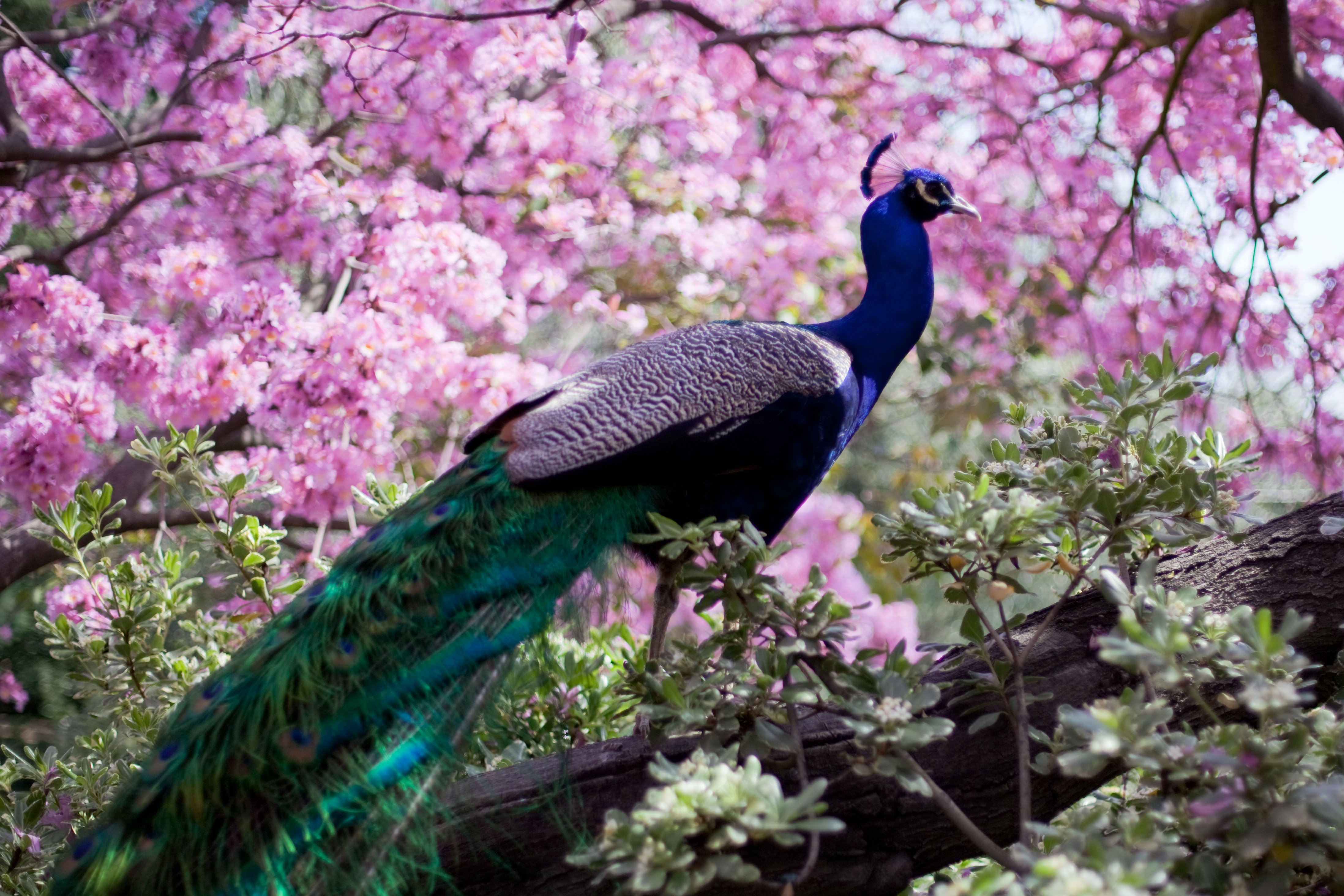 peacock, Bird, Colorful,  6 Wallpaper