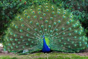 peacock, Bird, Colorful,  15