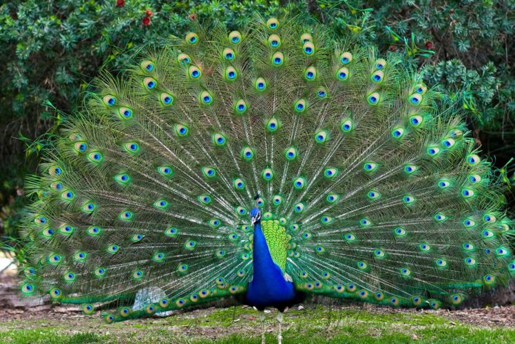 peacock, Bird, Colorful,  15 HD Wallpaper Desktop Background