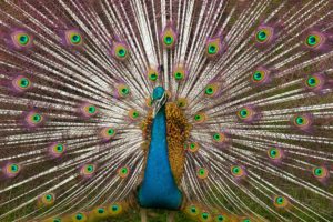 peacock, Bird, Colorful,  9