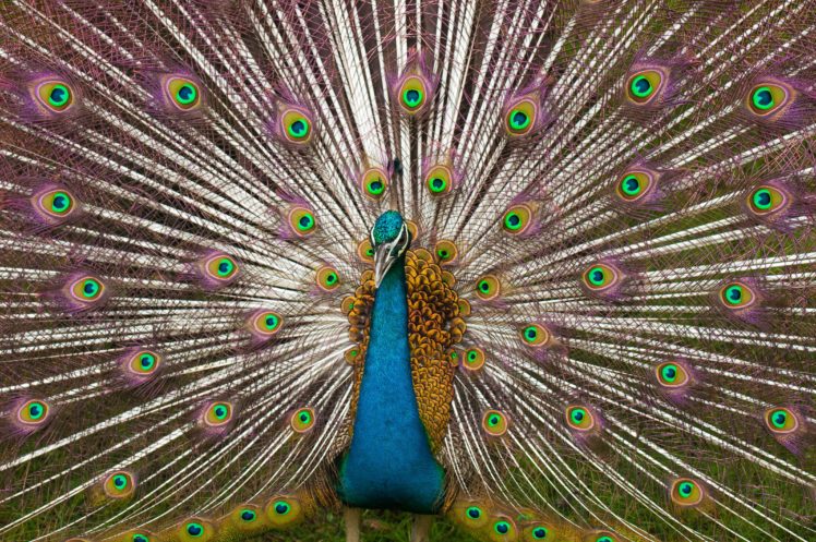 peacock, Bird, Colorful,  9 HD Wallpaper Desktop Background