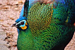 peacock, Bird, Colorful,  11