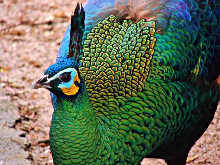 peacock, Bird, Colorful,  11 HD Wallpaper Desktop Background