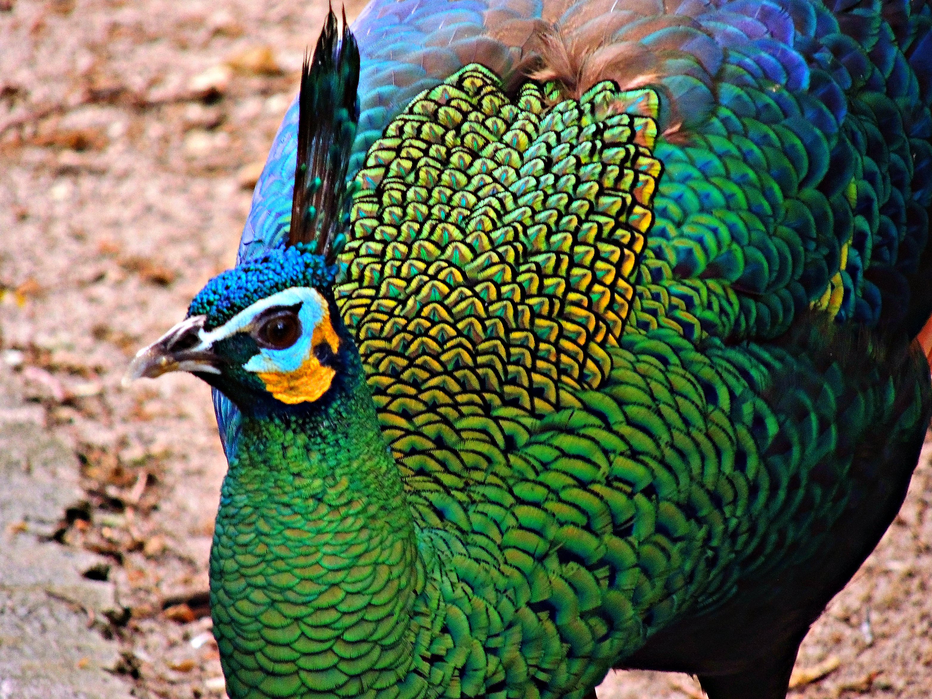 peacock, Bird, Colorful,  11 Wallpaper