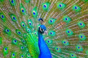 peacock, Bird, Colorful,  14