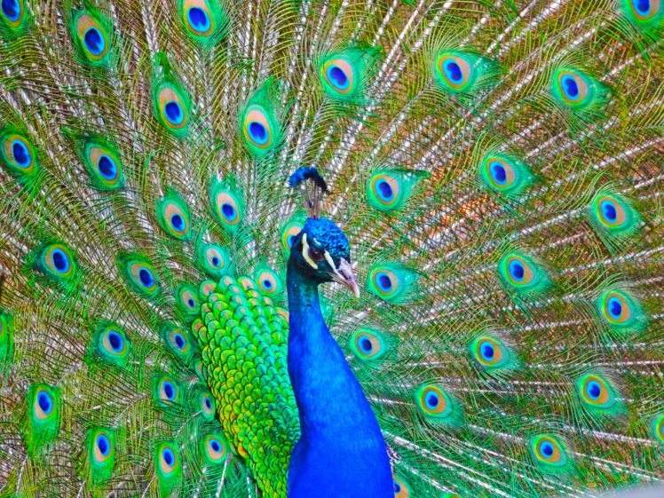 peacock, Bird, Colorful,  14 HD Wallpaper Desktop Background
