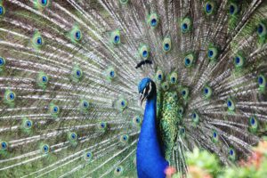 peacock, Bird, Colorful,  16