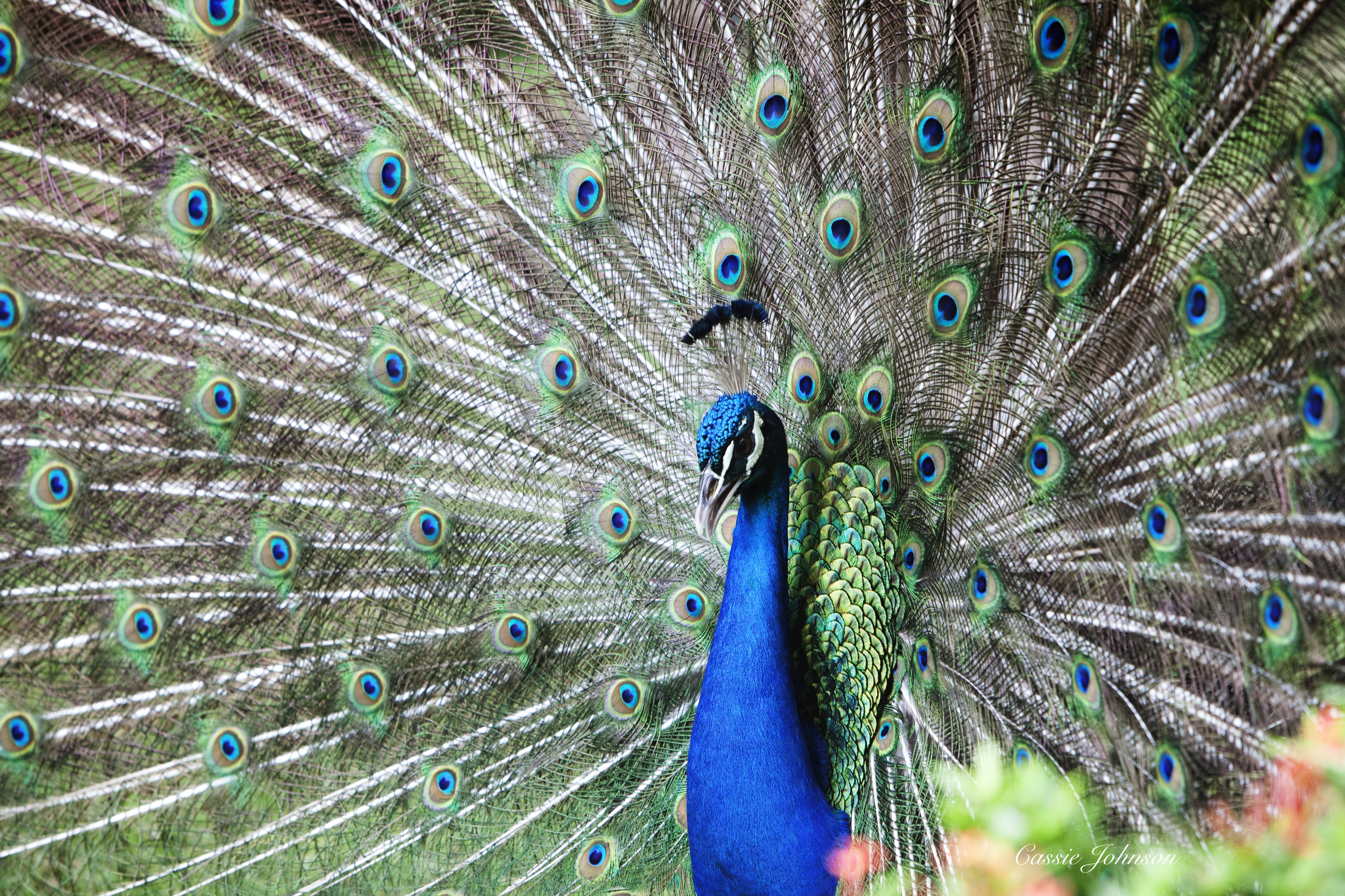 peacock, Bird, Colorful, 16 Wallpapers HD / Desktop and ...