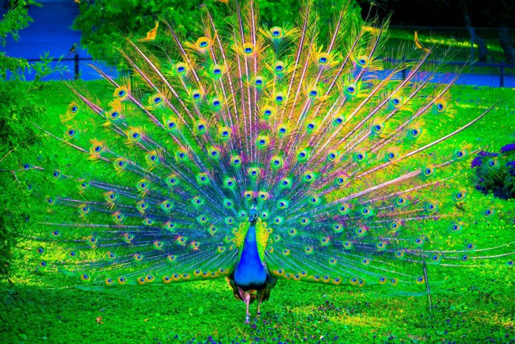 peacock, Bird, Colorful,  22 HD Wallpaper Desktop Background