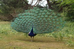 peacock, Bird, Colorful,  18