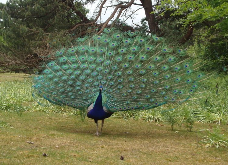 peacock, Bird, Colorful,  18 HD Wallpaper Desktop Background