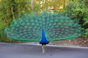 peacock, Bird, Colorful,  24
