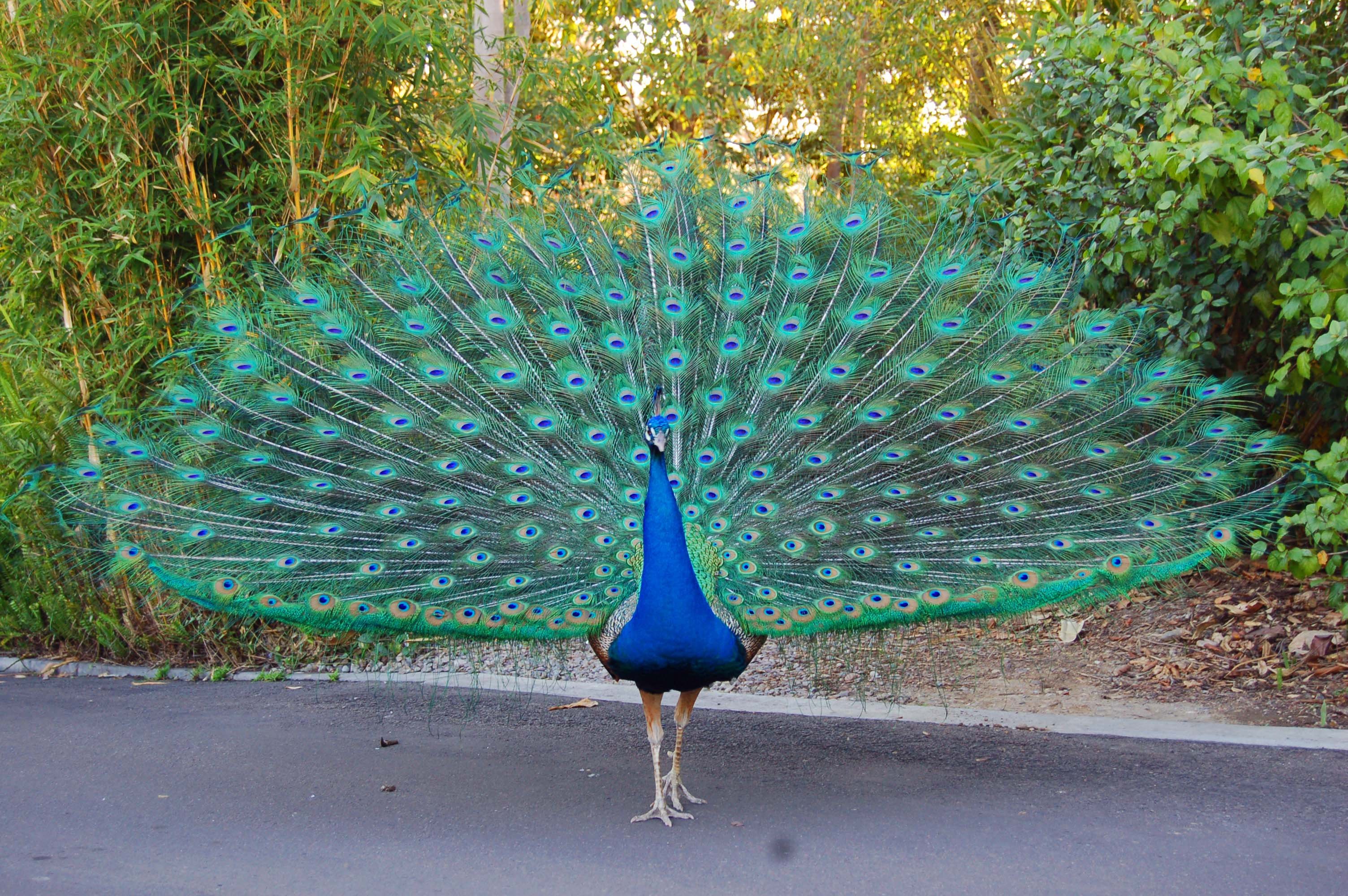 peacock, Bird, Colorful,  24 Wallpaper