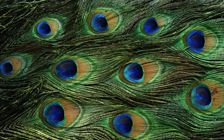 peacock, Bird, Colorful,  30 HD Wallpaper Desktop Background