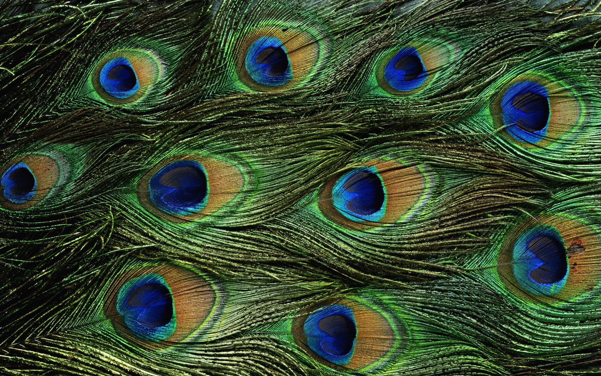 peacock, Bird, Colorful,  30 Wallpaper
