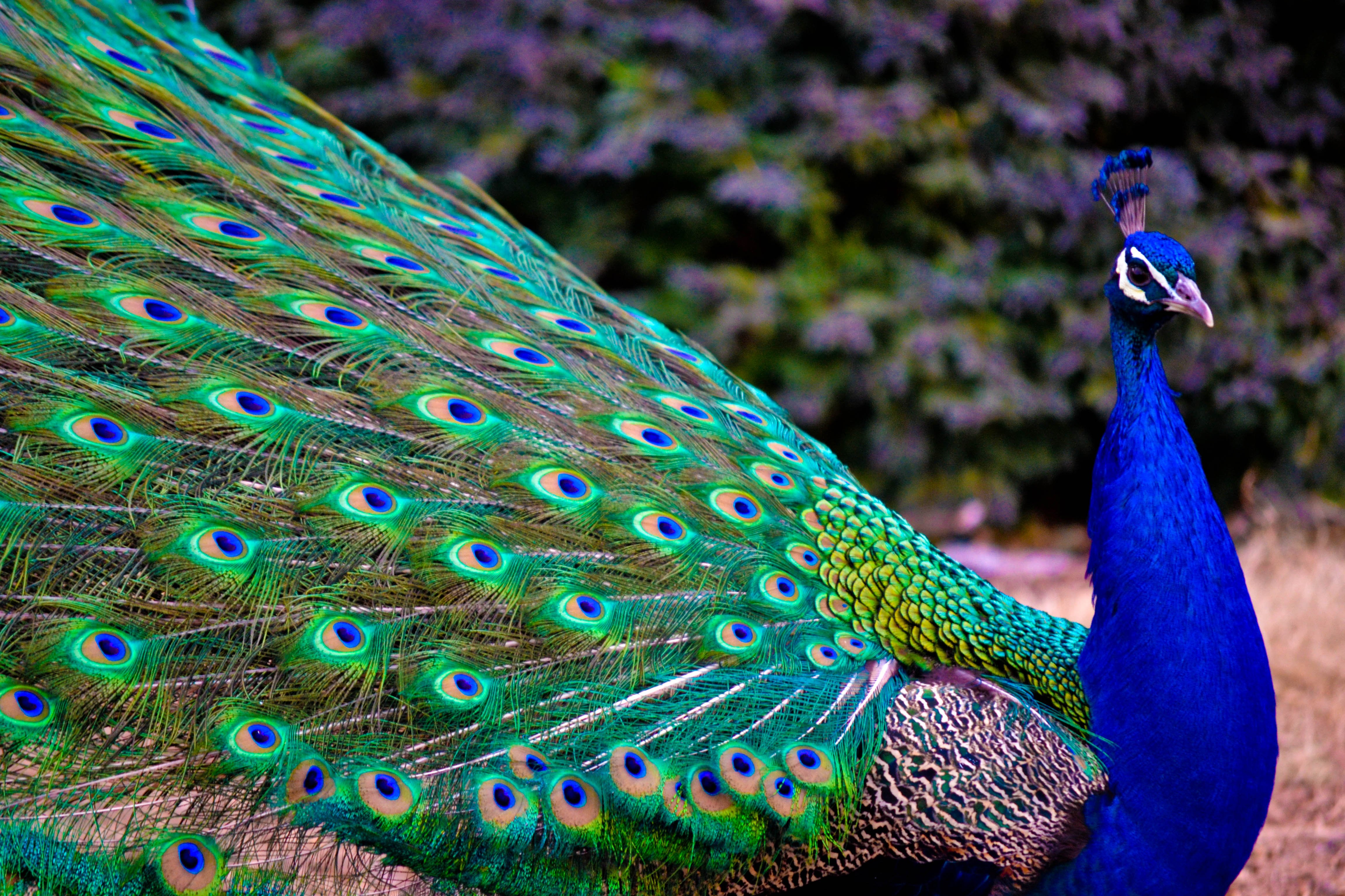 peacock, Bird, Colorful,  28 Wallpaper