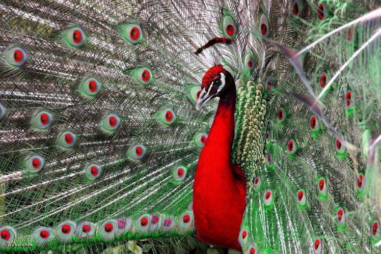 peacock, Bird, Colorful,  34 HD Wallpaper Desktop Background