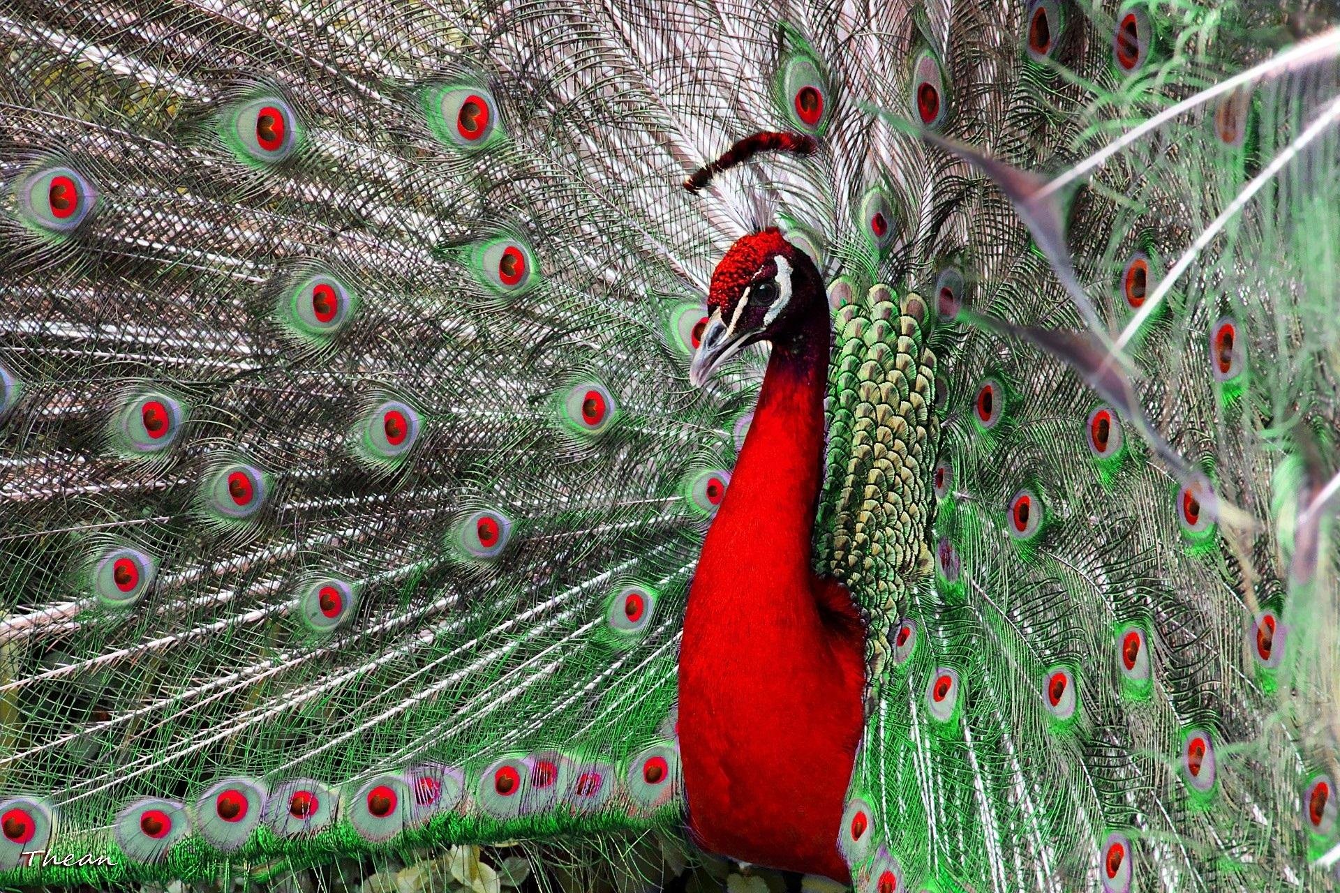 peacock, Bird, Colorful,  34 Wallpaper