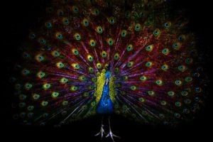 peacock, Bird, Colorful,  41