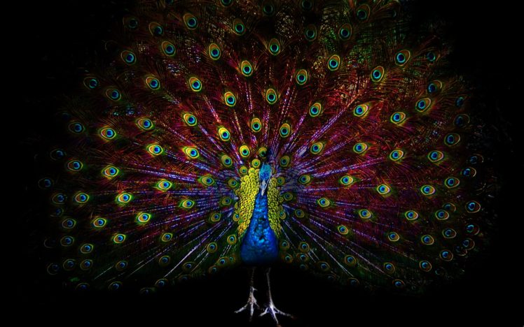 peacock, Bird, Colorful,  41 HD Wallpaper Desktop Background