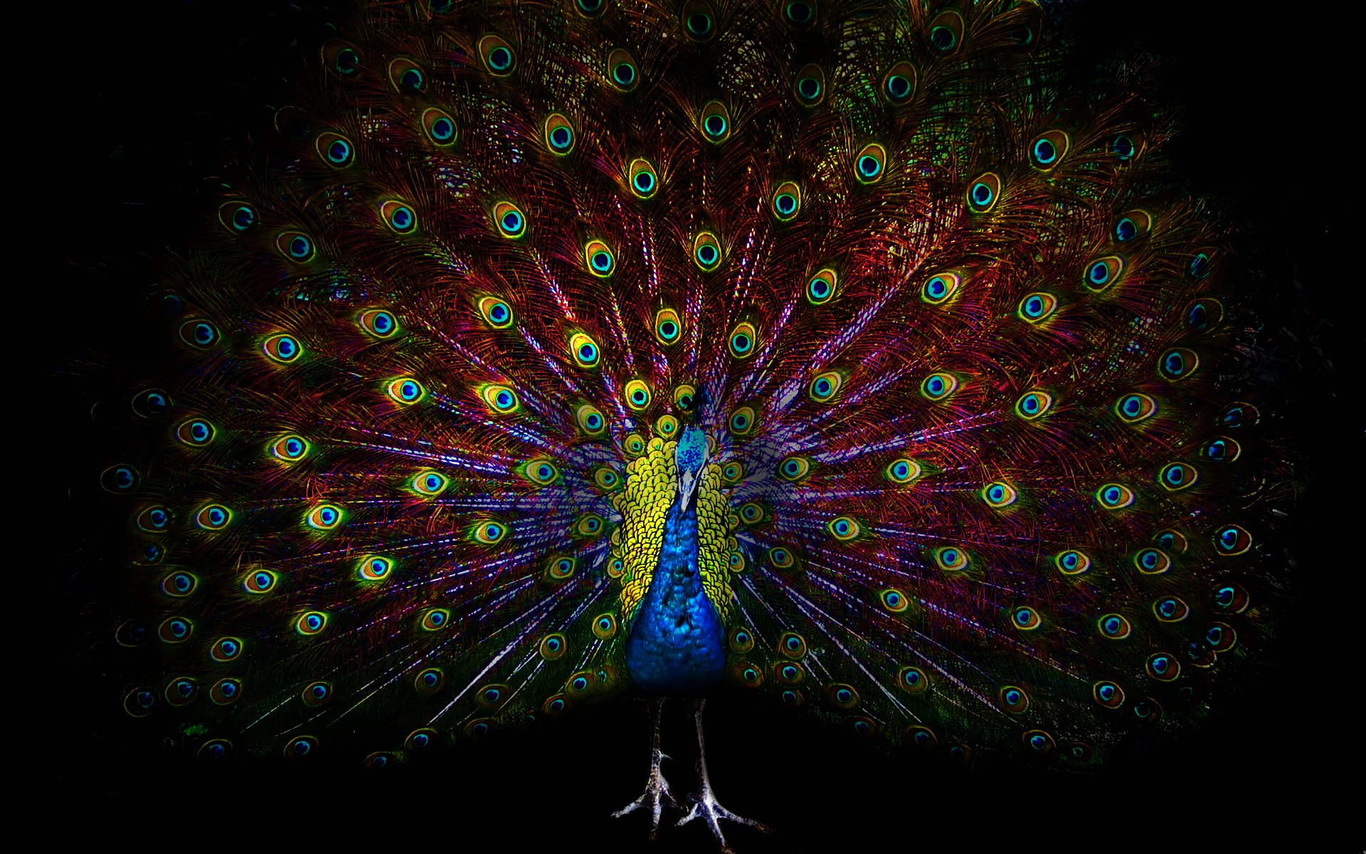 peacock, Bird, Colorful,  41 Wallpaper
