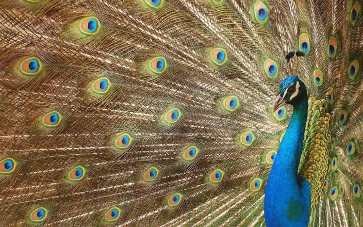 peacock, Bird, Colorful,  47 HD Wallpaper Desktop Background