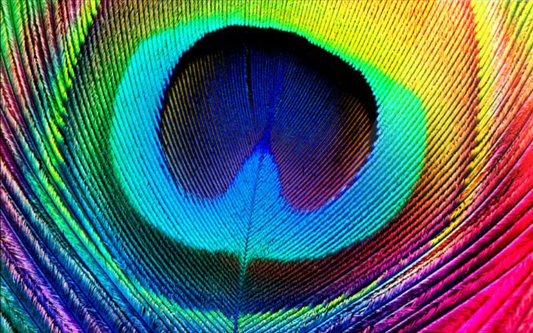 peacock, Bird, Colorful,  42 HD Wallpaper Desktop Background