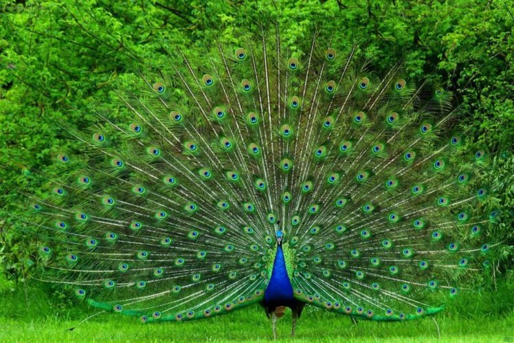 peacock, Bird, Colorful,  52 HD Wallpaper Desktop Background