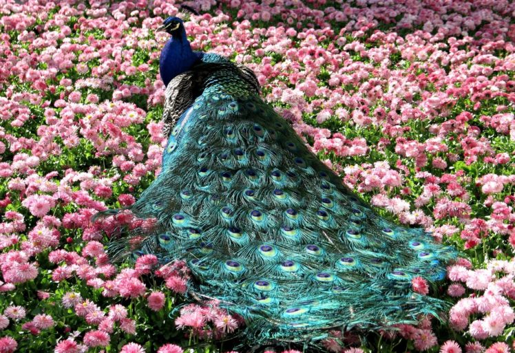 peacock, Bird, Colorful,  50 HD Wallpaper Desktop Background