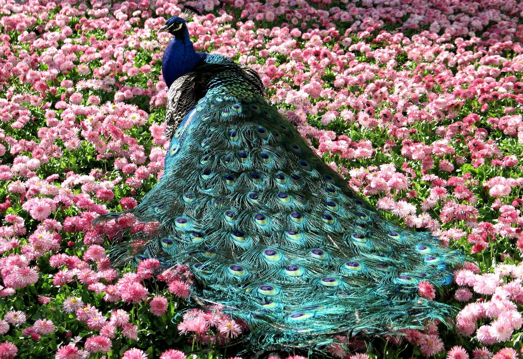 peacock, Bird, Colorful,  50 Wallpaper