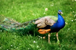 peacock, Bird, Colorful,  56