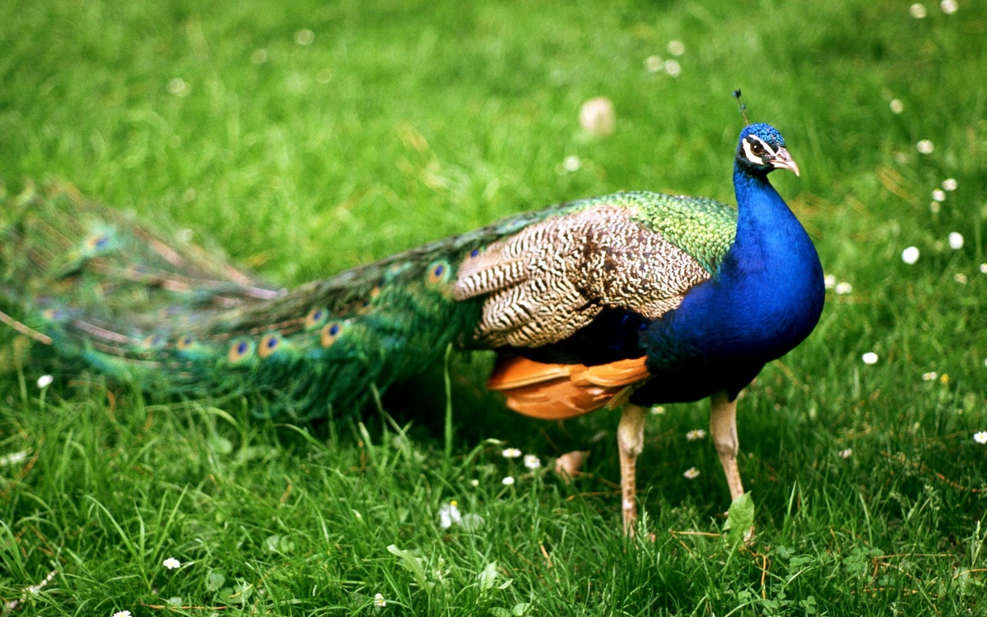 peacock, Bird, Colorful,  56 Wallpaper