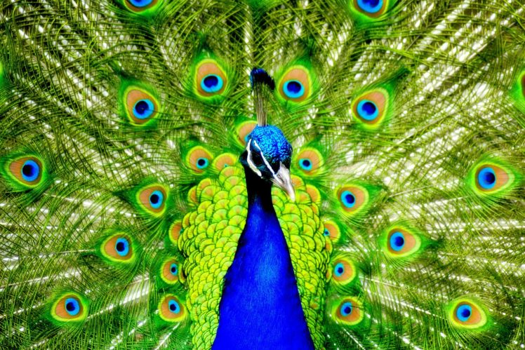 peacock, Bird, Colorful,  57 HD Wallpaper Desktop Background