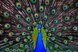 peacock, Bird, Colorful,  58