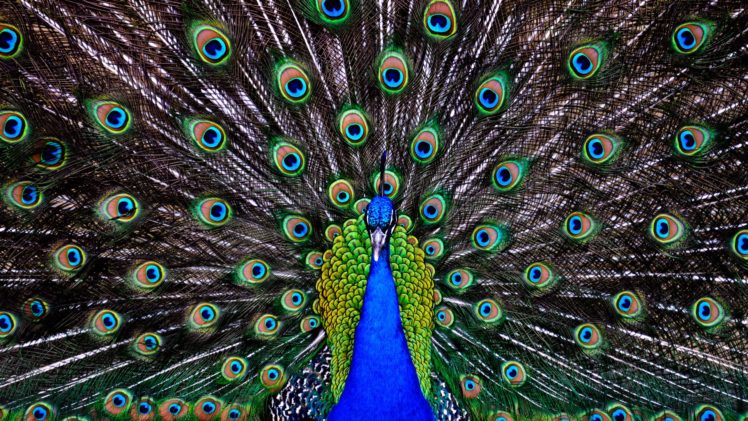 peacock, Bird, Colorful,  58 HD Wallpaper Desktop Background