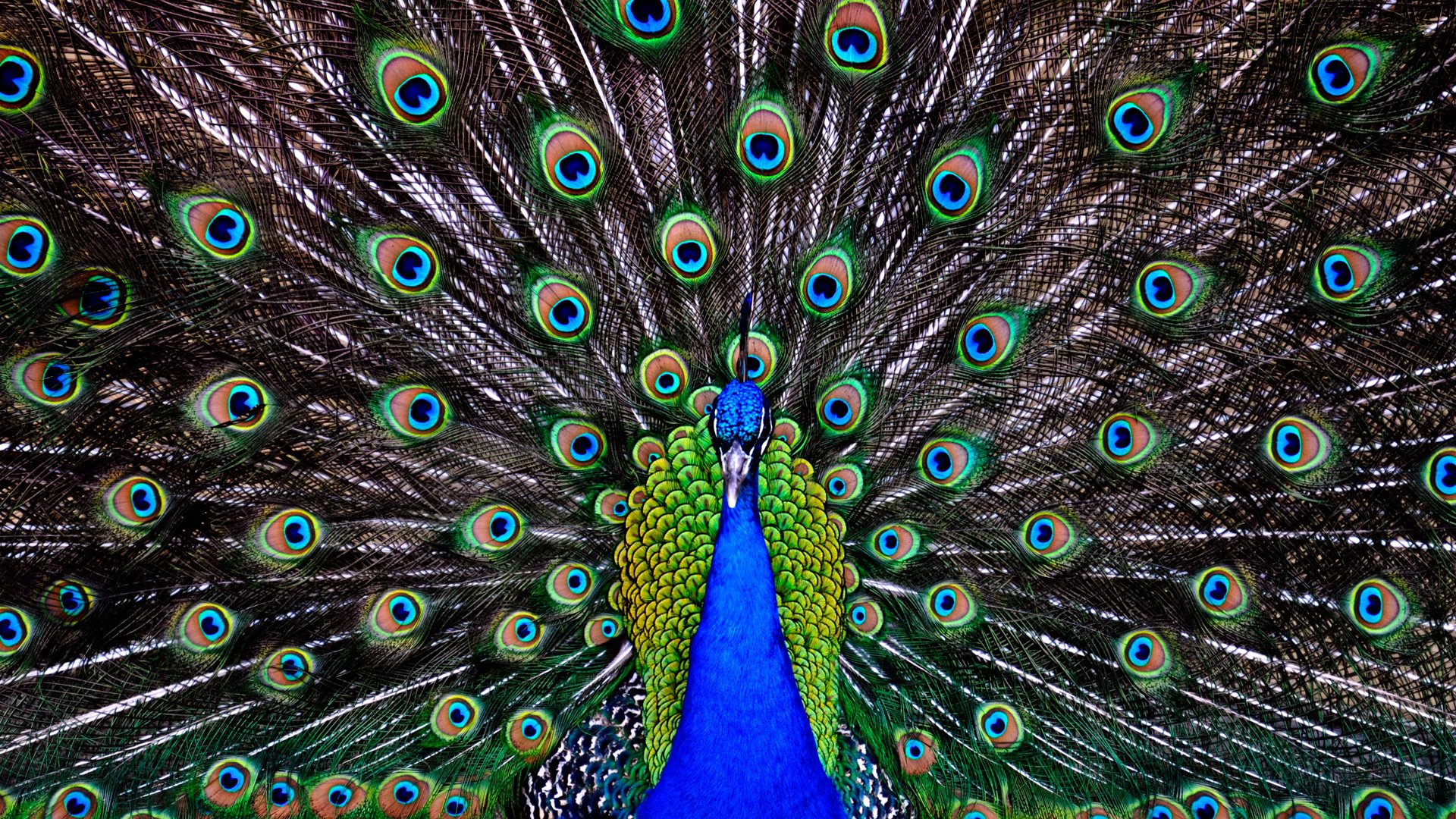 peacock, Bird, Colorful,  58 Wallpaper