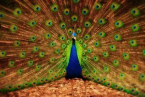 peacock, Bird, Colorful,  60