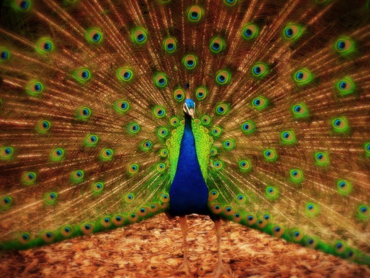 peacock, Bird, Colorful,  60 HD Wallpaper Desktop Background