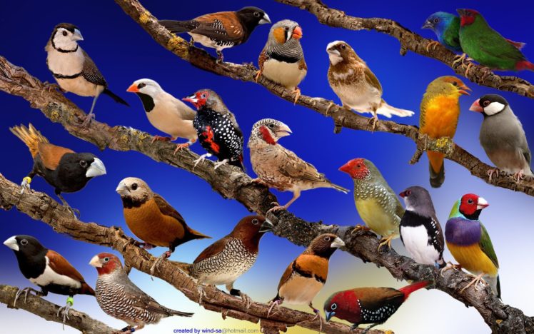 finch, Bird, Finches,  2 HD Wallpaper Desktop Background