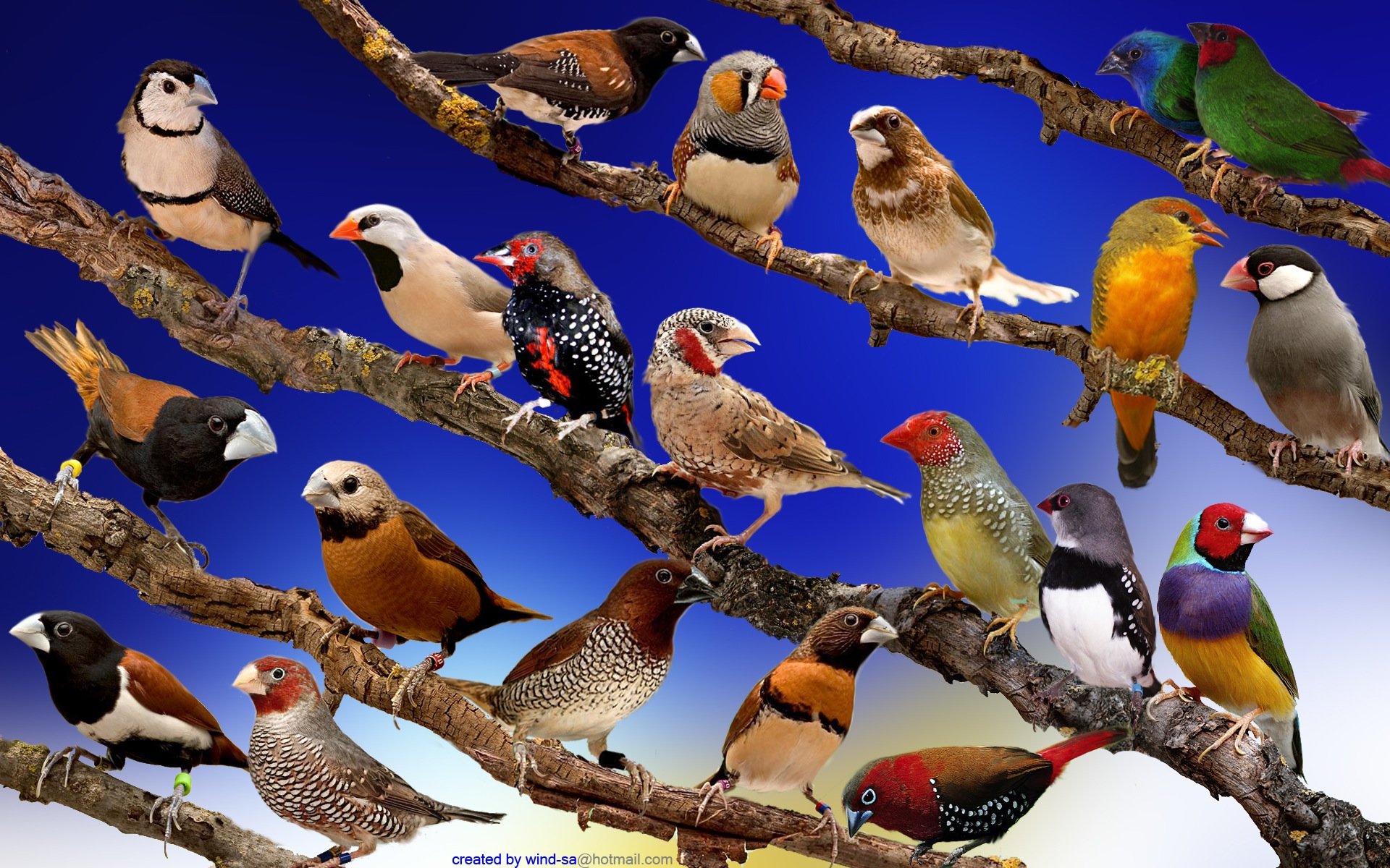 finch, Bird, Finches,  2 Wallpaper