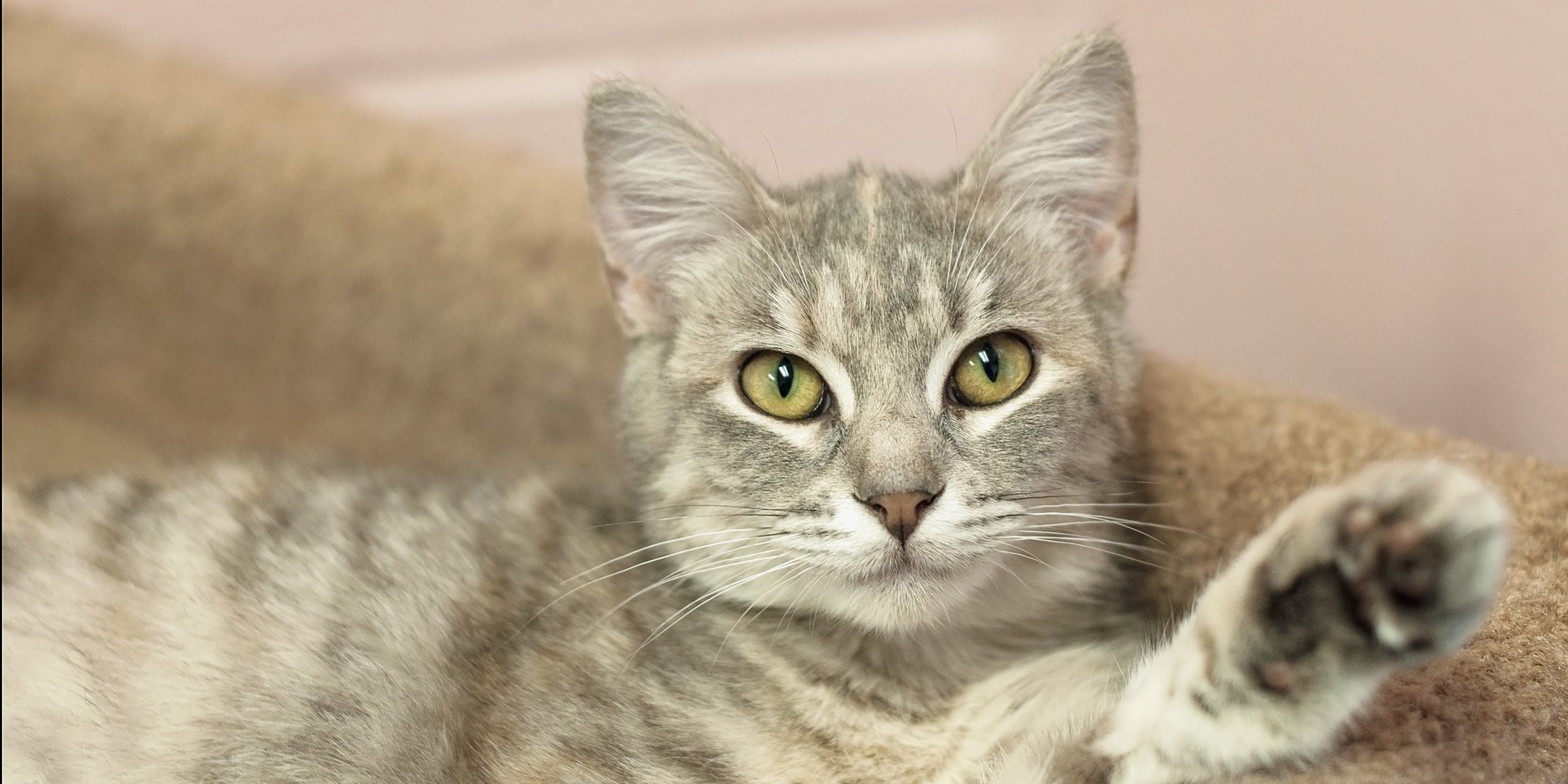 kittens, Cat, Cats, Kitten, Baby, Cute Wallpaper