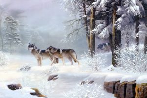 wolves, Winter