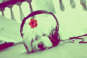 humor, Music, Headphones