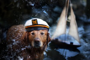 captain, Cute, Humor, Drops, Face, Eyes, Pov, Sailing, Boats, Sailboat, Water, Reflection, Lakes, Toys